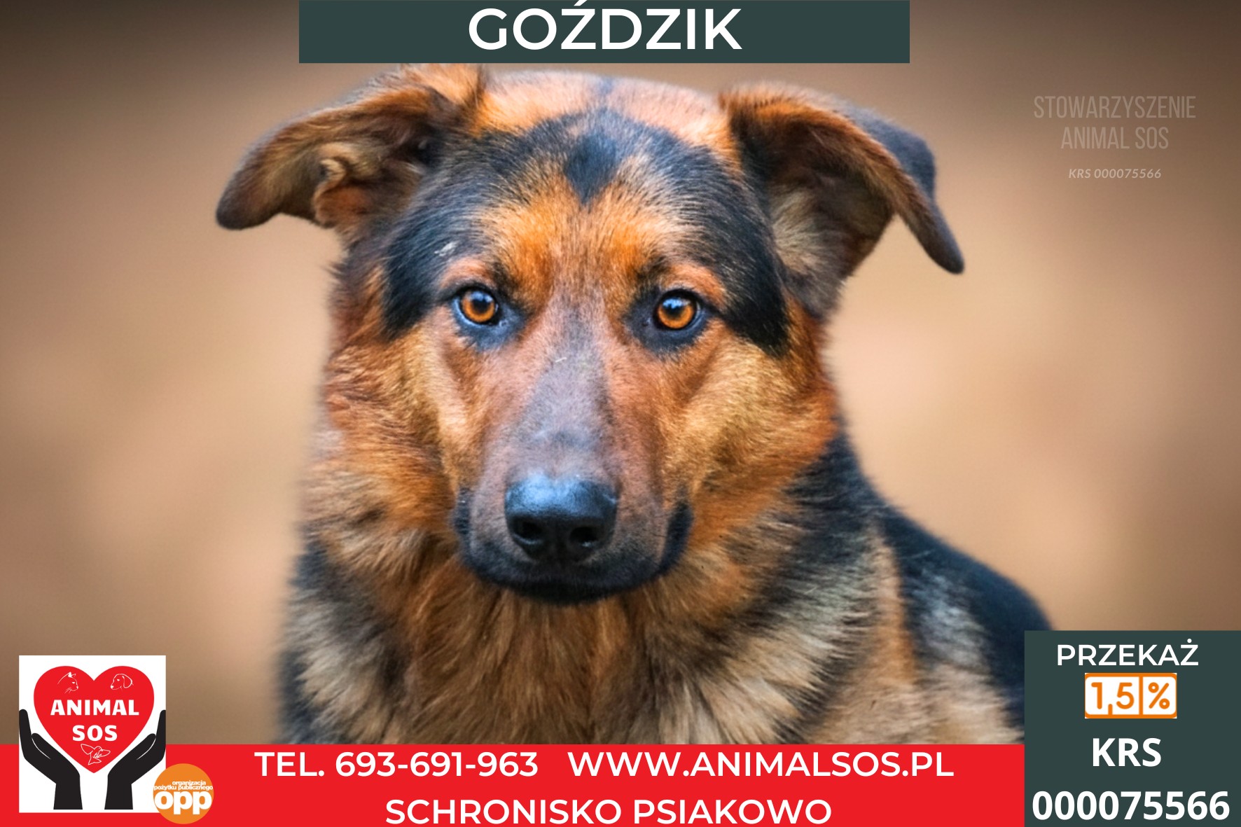 GOŹDZIK