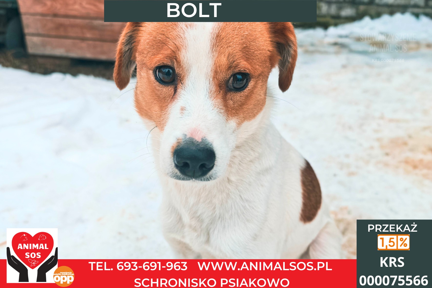 BOLT