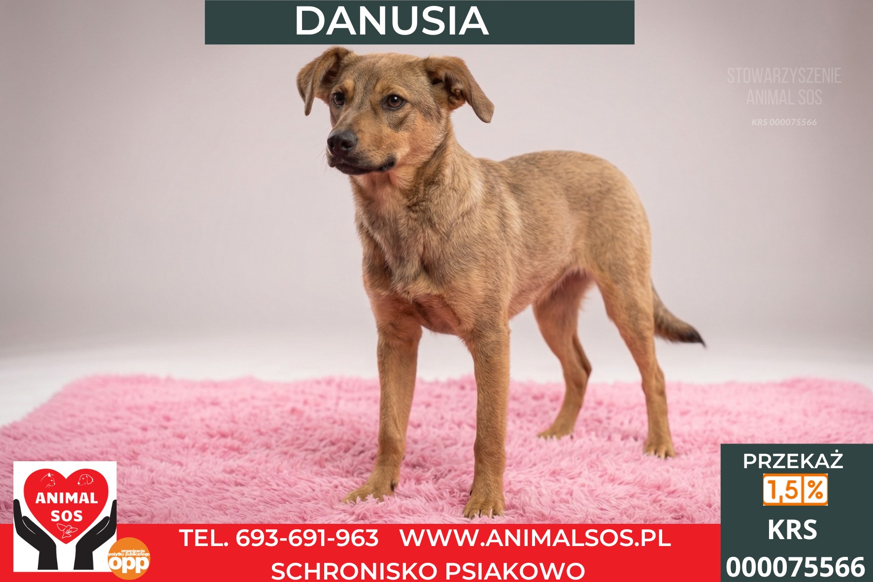 *DANUSIA*