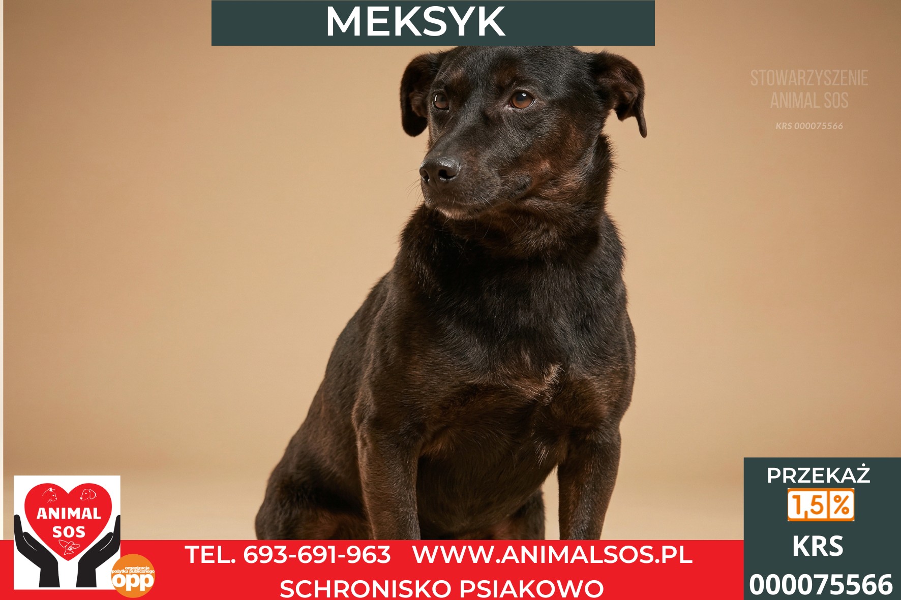 *MEKSYK*