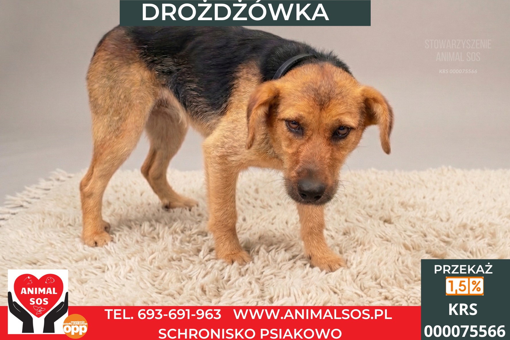 *DROŻDZÓWKA*