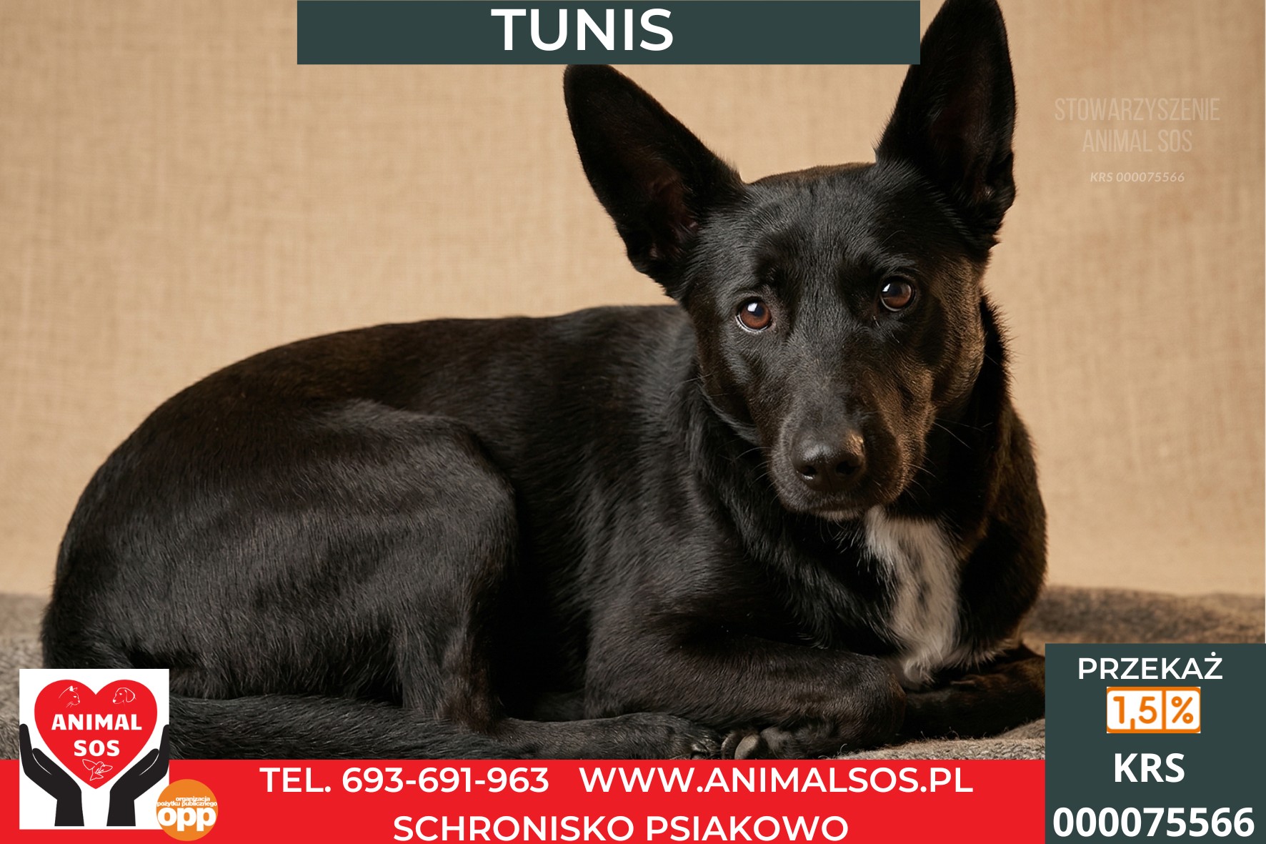 *TUNIS*