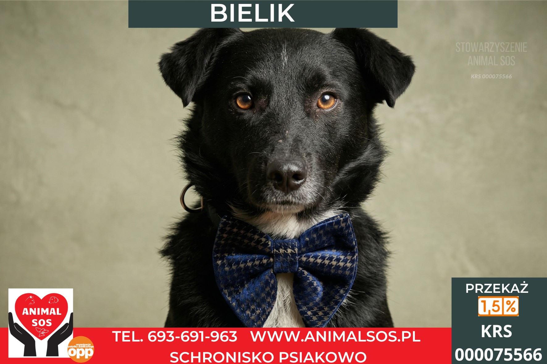 *BIELIK*