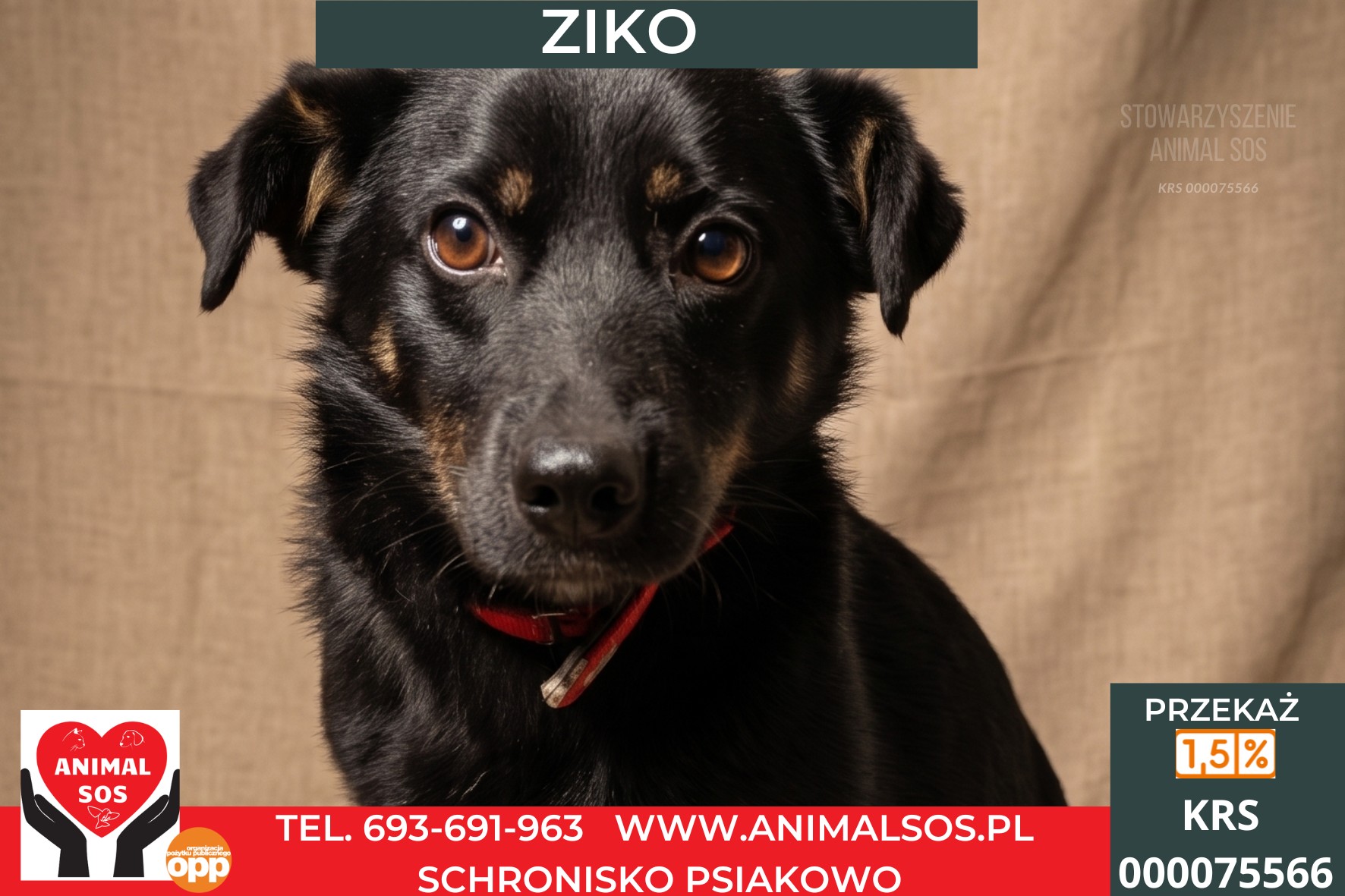 *ZIKO*